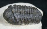 Detailed Phacops Trilobite #8204-1